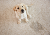 Bleach on dog shop urine